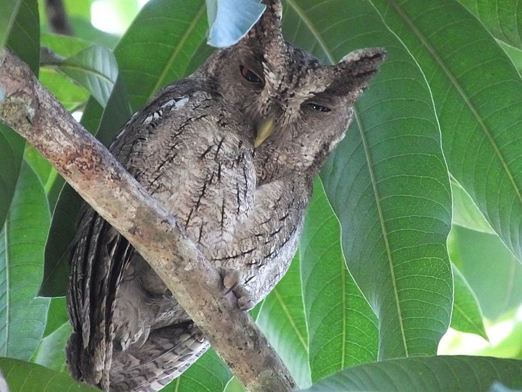 The Pacific Screech Owl