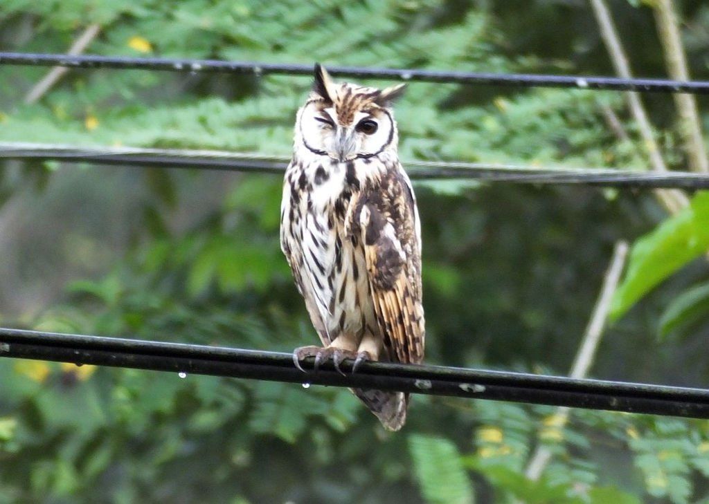 The striped owl CR