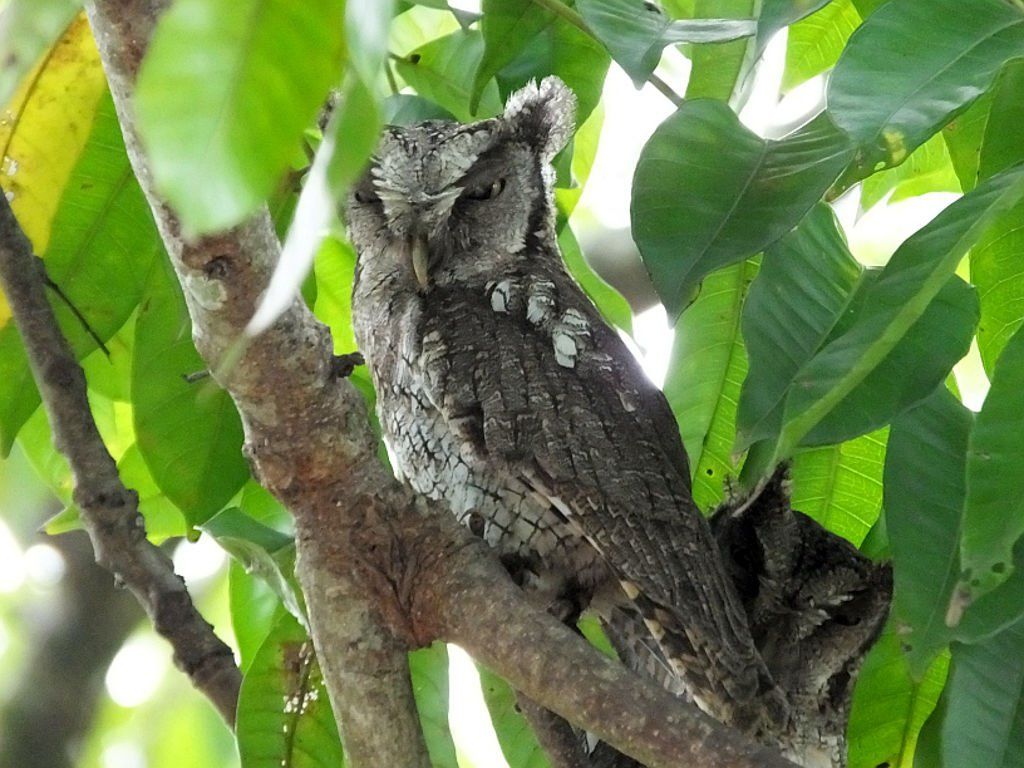 The tropical screech owl is a master of disguise