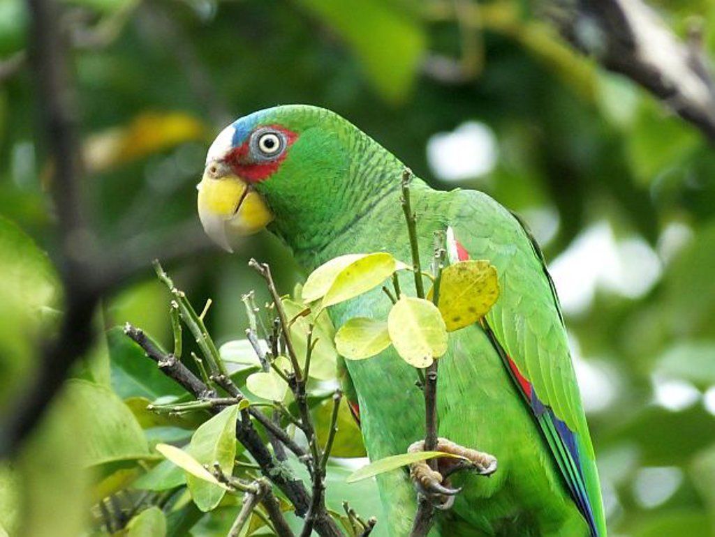White fronted Parrot