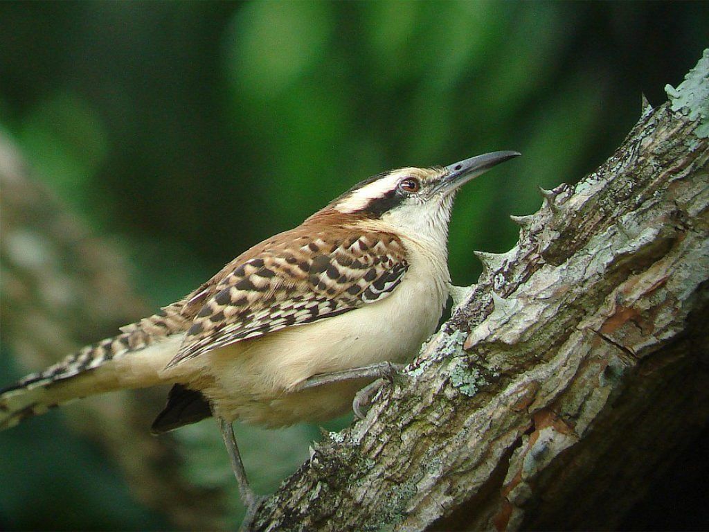 Rufous-naped Wren