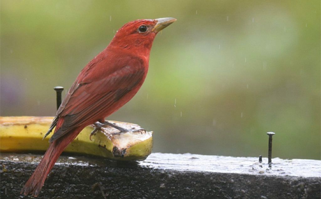 Summer tanager