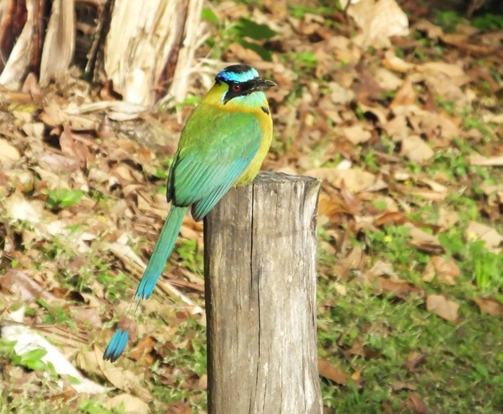 Maybe you will see a motmot?