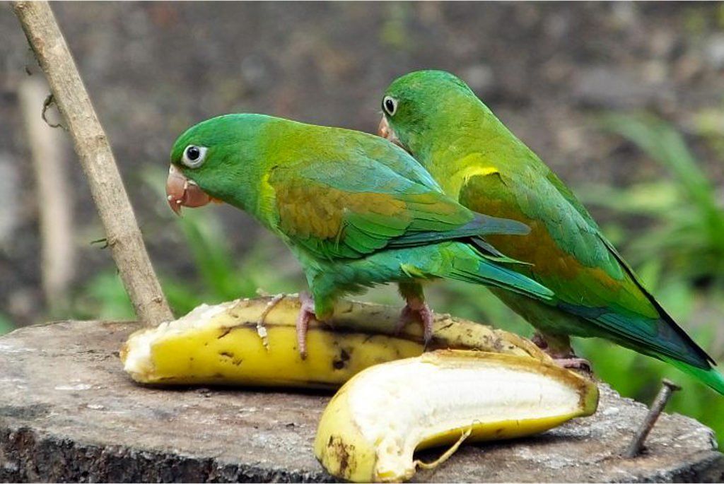Orange-chinned Parakeet