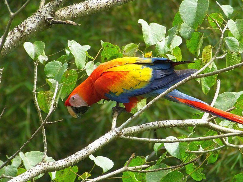 Thanks to conservation, the amazing Scarlet Macaw (Ara macao) can be seen in many parts of Costa Rica.
