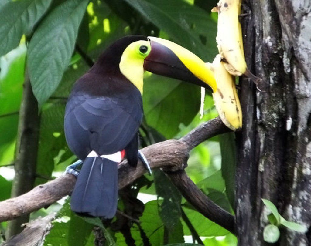 Yellow-throated Toucan