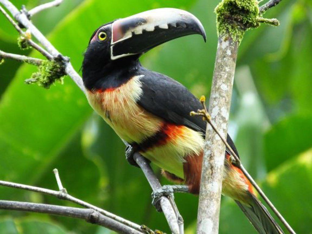 Collared aracari