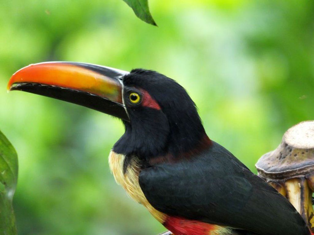 Fiery-billed aracari