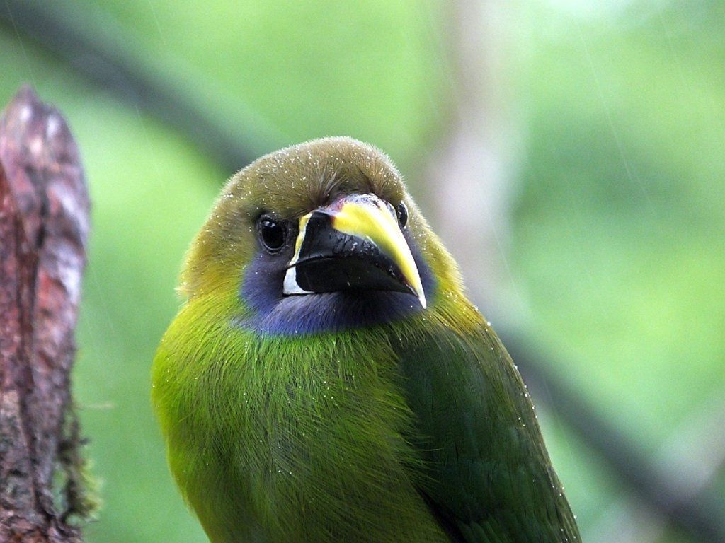 Northern emerald toucanet