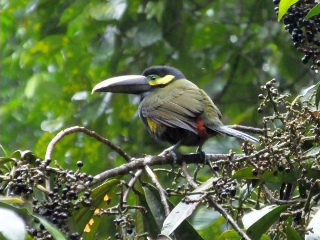 Yellow-eared toucanet