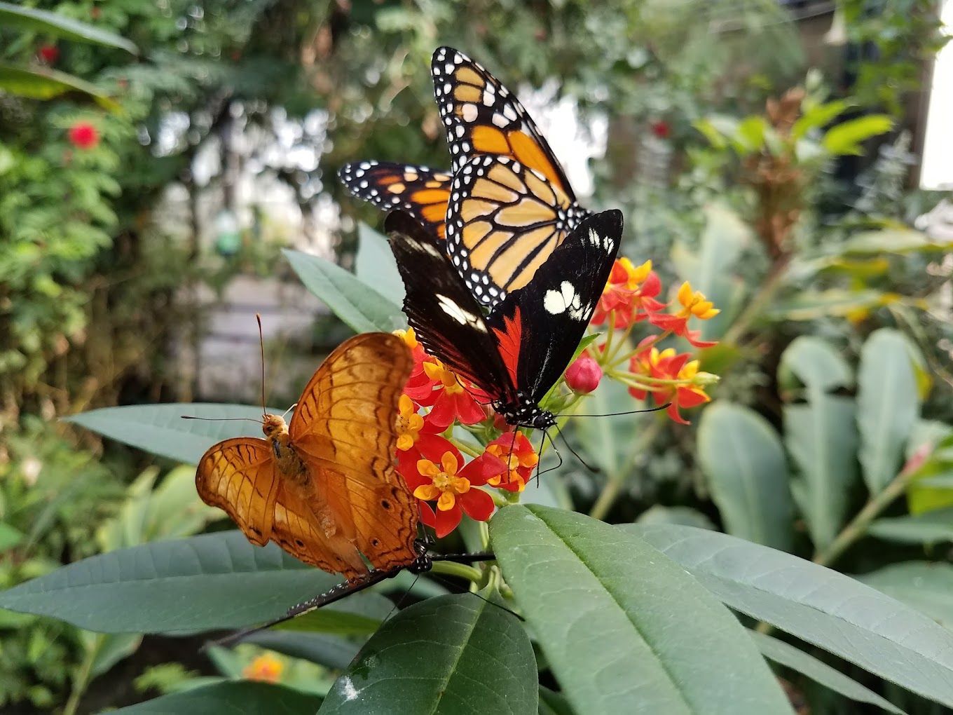 Two butterflies are sitting on a flower in a garden.