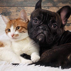 Pet Allergies — Cat and a Dog in Memphis, TN