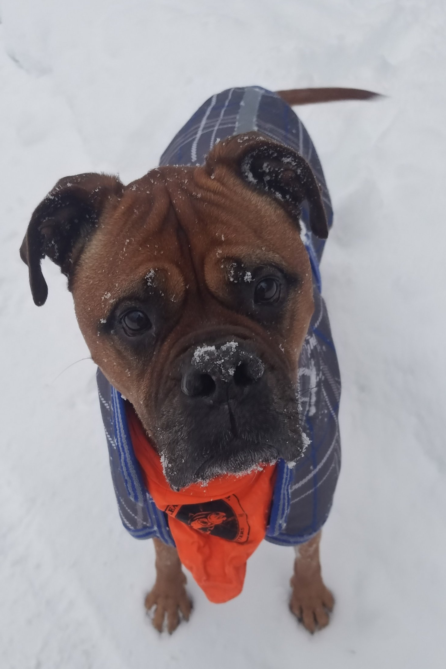 A brown dog with an orange bandana and blue coat standing in the snow during playtime at OTBT