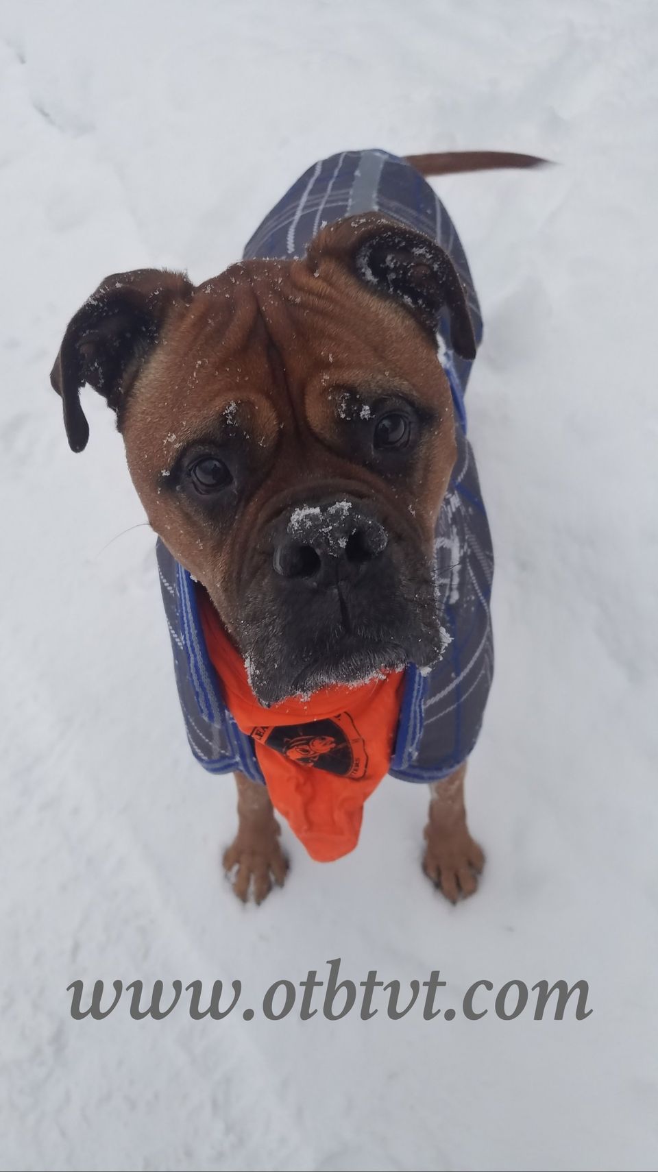 A brown dog with an orange hanker-chief wearing a blue and gray blanket