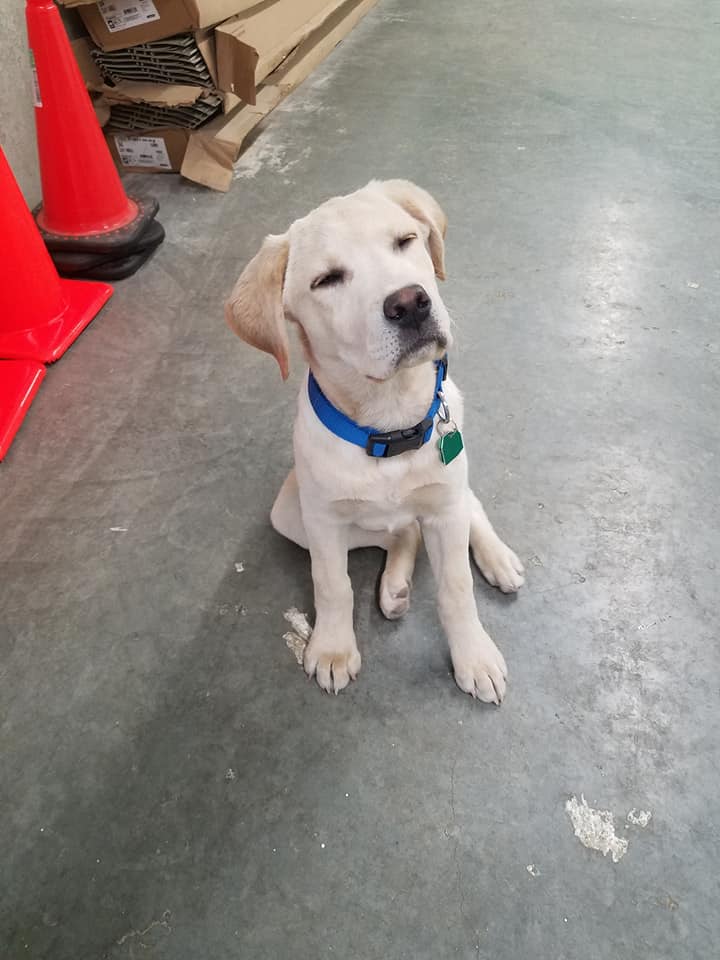 A puppy sitting on a cement floor looking up