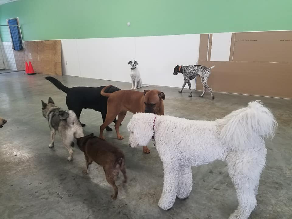 Dog Socialization at OTBT canine boarding facility in Newark, Vermont