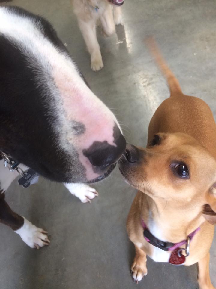 Happy Dogs touching noses, a big black and white dog touches noses with a small brown dog at OTBT