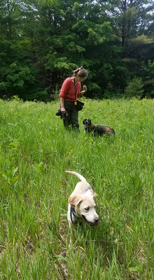 A man and two dogs in a field during an OTBT training exercise