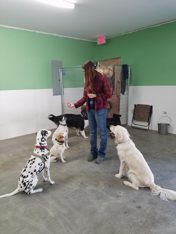 An employee of OTBT. in a room with four dogs sitting around her as she holds out a treat