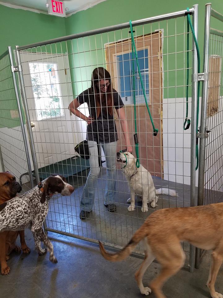 A woman in an enclosure with a light brown dog during introductions