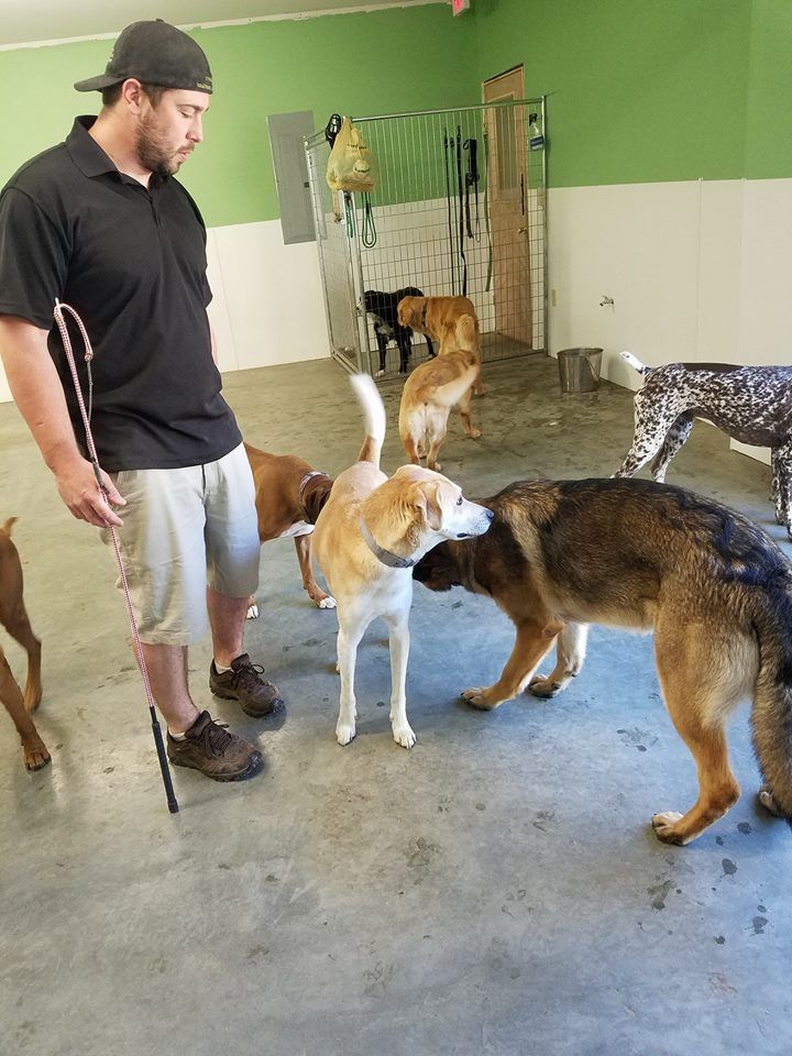 Jeff at Off the Beaten Trail Canine Facility in Newark, VT working with a group of dogs