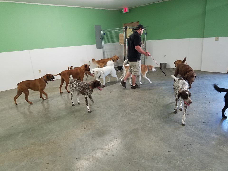 Dog Training at Dog daycare facility in Newark, Vermont