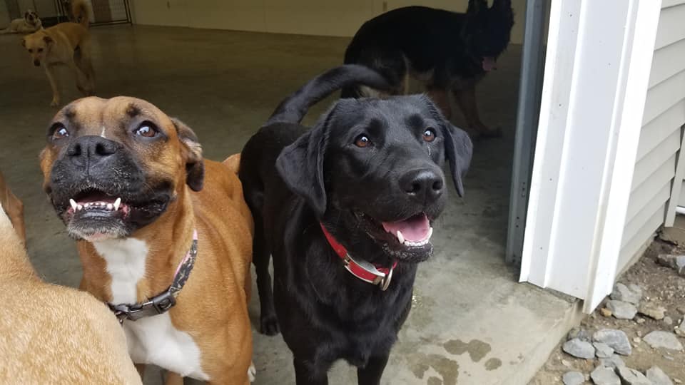 A black and brown dog standing together at OTBT