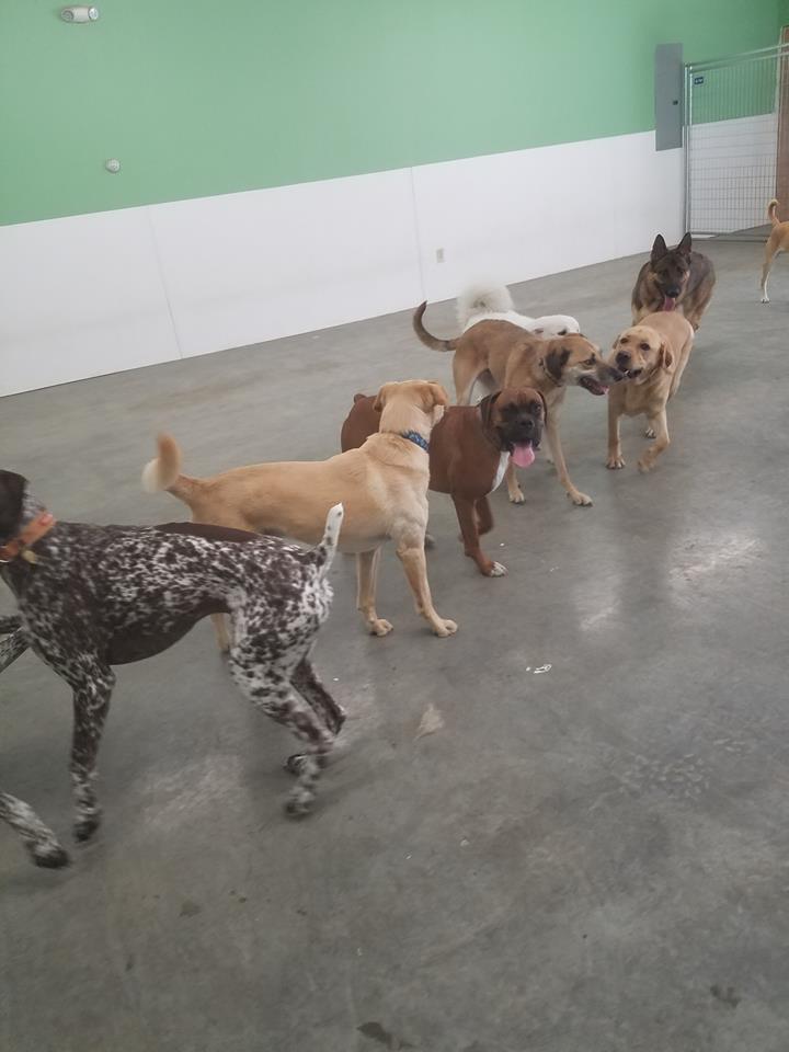 Dog daycare in Newark, VT many dogs inside playing with one another