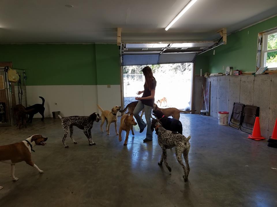 Off the Beaten Trail canine daycare, a women is surrounded by dogs