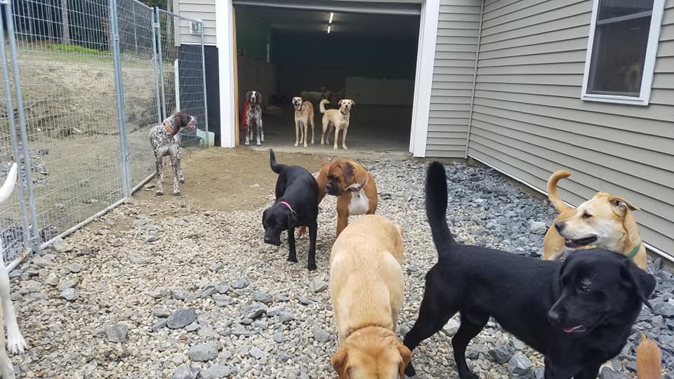 Group of Dogs at Off the Beaten Trail dog daycare in Newark, Vermont