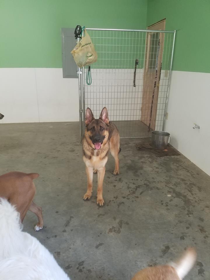 A German Shepard standing inside with ears perked at OTBT