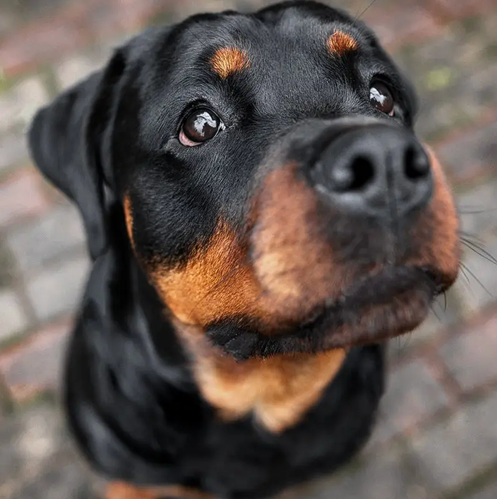 Rotwieller dog working with Barbara De Groodt