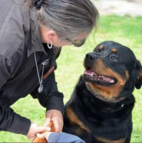 Barbara De Groodt working with a rottweiler dog