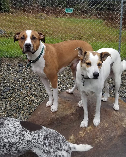 Two dogs standing together