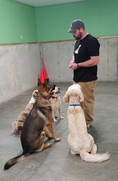 Jeff working with four dogs, they are all sitting in front of him