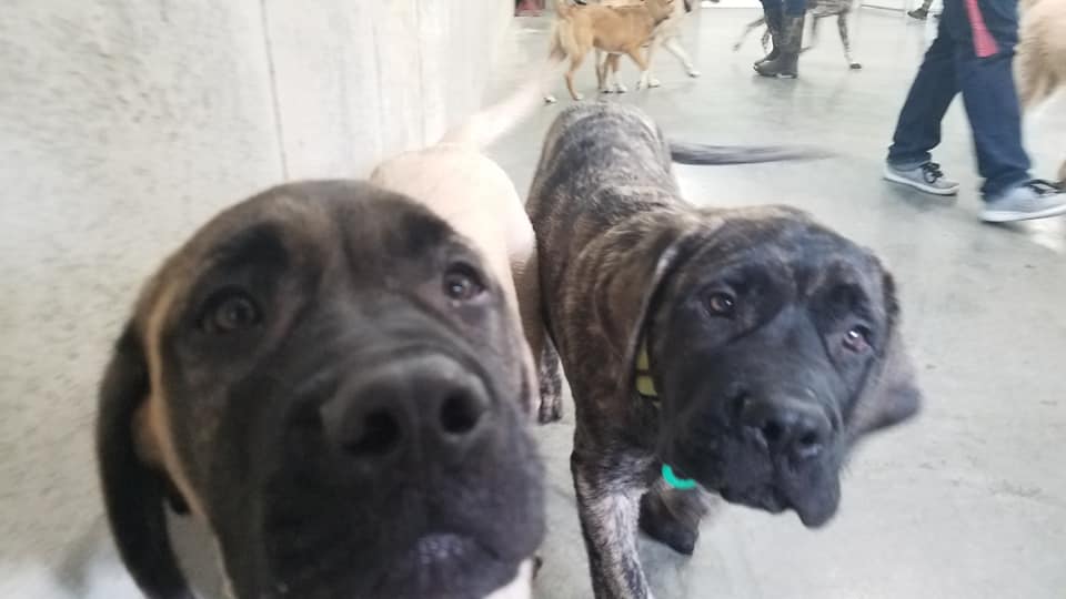 Doggie Daycare at OTBT, with two dogs inside looking at the camera