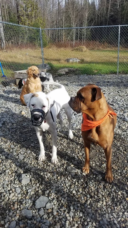 Dogs standing together with a white dog wearing a muzzle