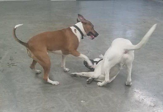 A white dog with a muzzle playing with a brown dog