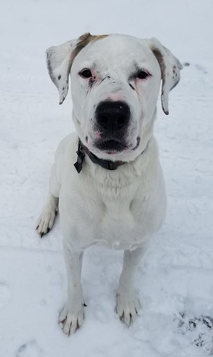 A white dog whose face and ears have cuts, scars, and scraps