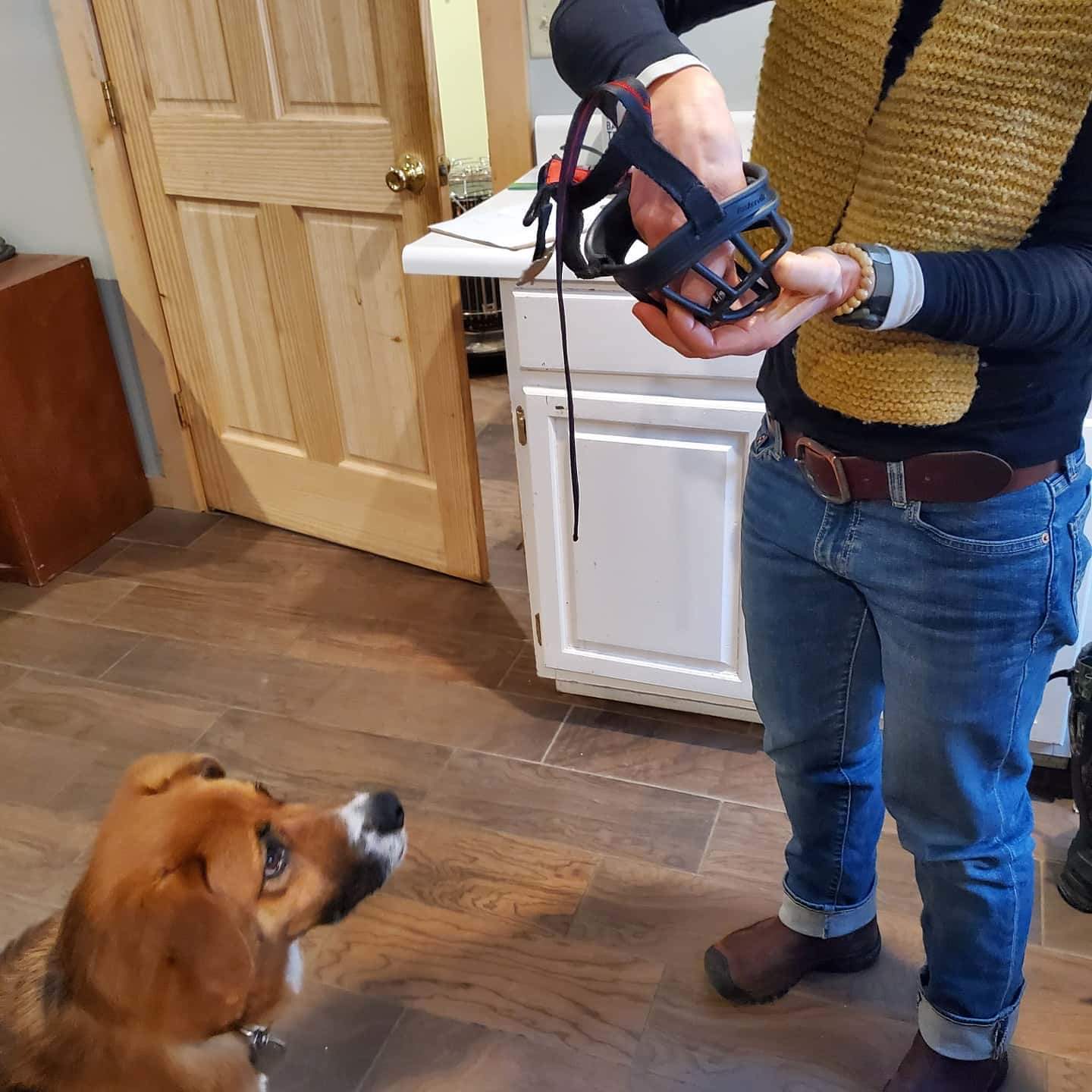 A dog sitting in front of a person as someone as they get the muzzle ready