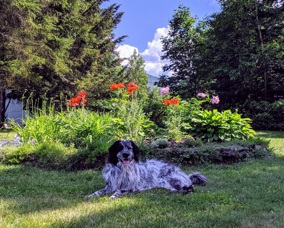 A black and white dog with long hair laying in front of a flower bed
