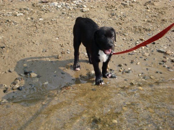 A black puppy standing on a beach next to water