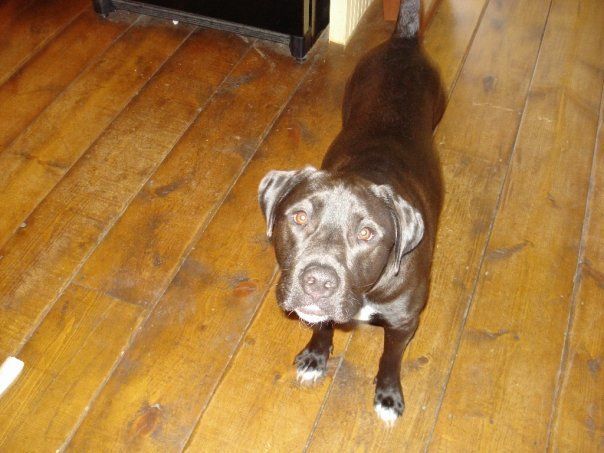 A black dog standing in a house on a wooden floor