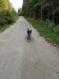 Lexi practicing recall at OTBT canine training facility in Newark, VT