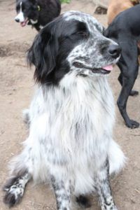 A black and white dog sitting looking off in the distance