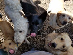 5 dogs around a person at Off the Beaten Trail