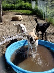 Off the Beaten Trail dog boarding in Newark, VT a dog playing in a pool