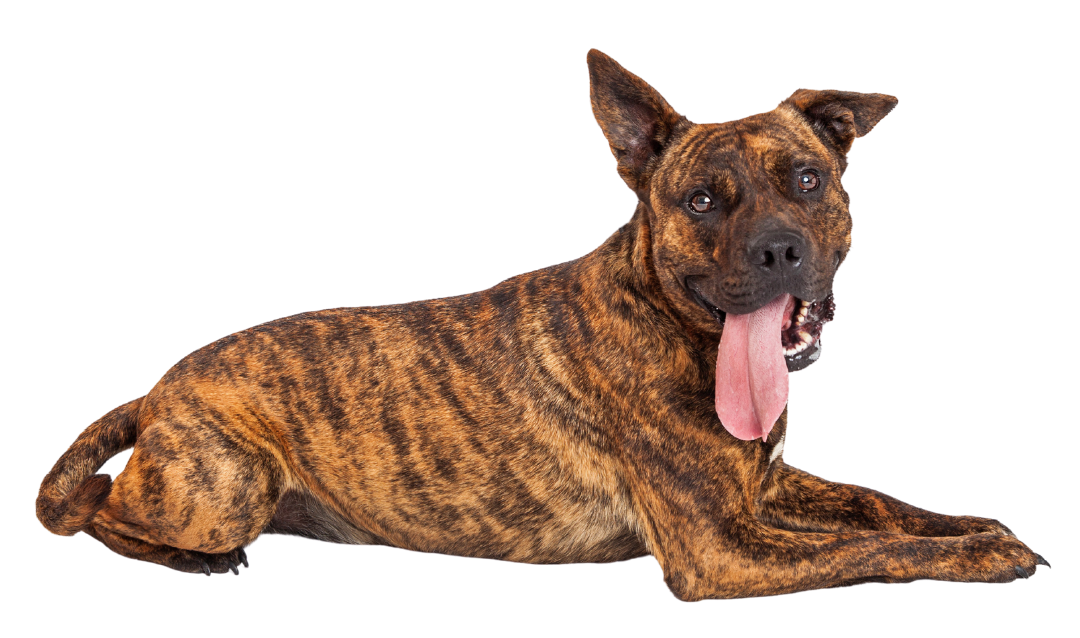 Beautiful brindle mixed breed dog laying down