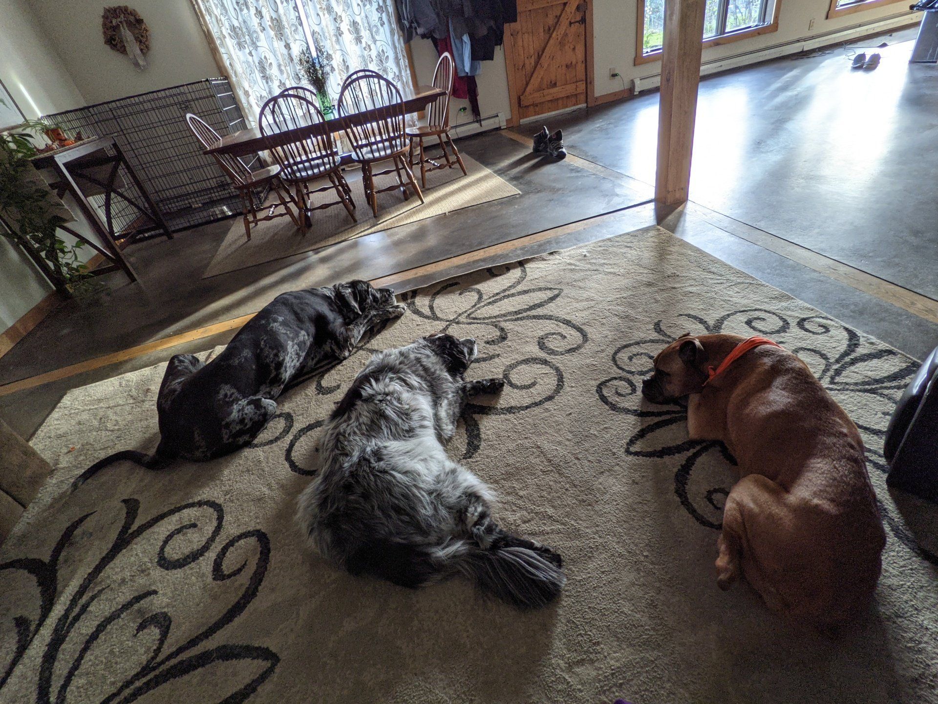 3 dogs laying on a rug in the house