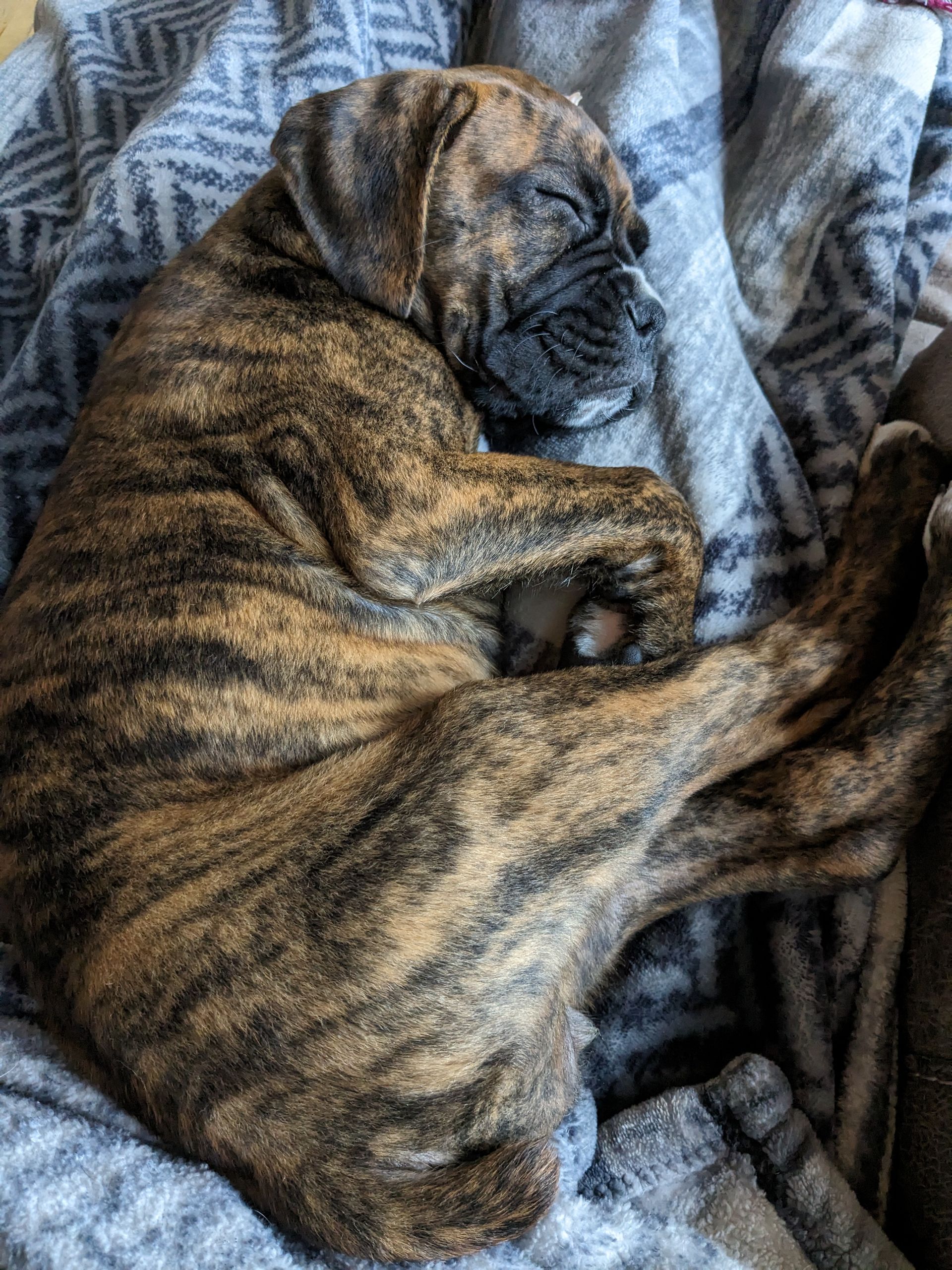 Kiah boxer puppy sleeping on her bed.